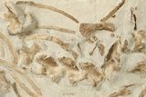 Disarticulated Mosasaur (Tethysaurus) Skeleton - Asfla, Morocco #229614-5